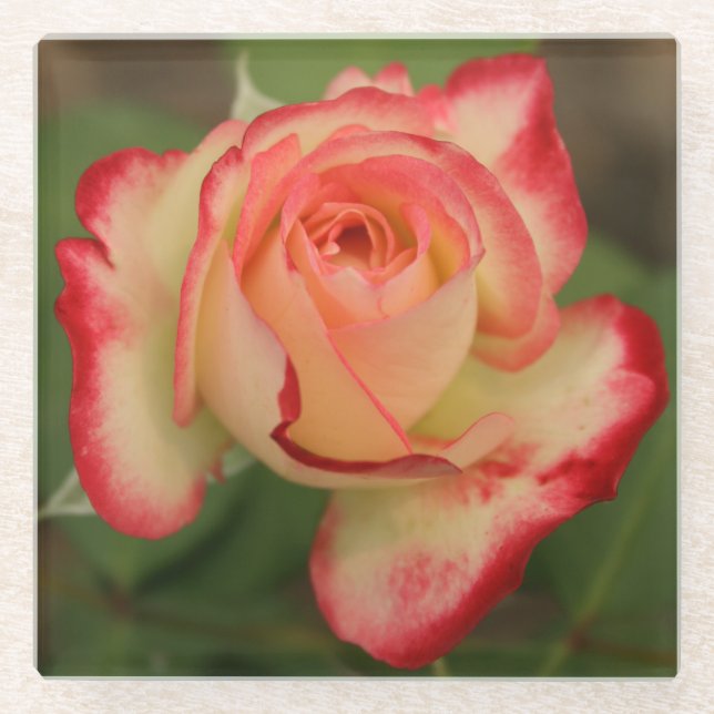 Rose Double Delight Cream Pink Red Edge Glass Coaster (Front)