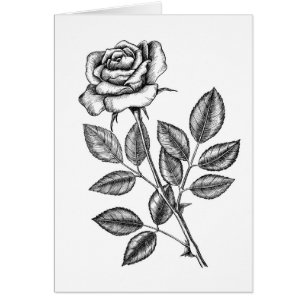 Rose drawing 2