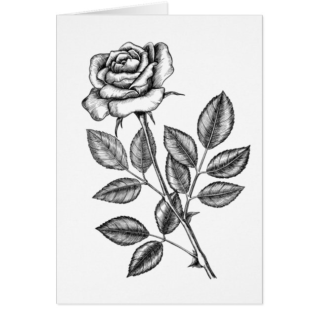 Rose drawing 2 (Front)