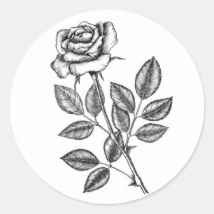 Rose drawing 2 classic round sticker