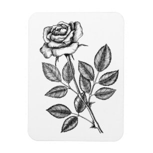 Rose drawing 2 magnet