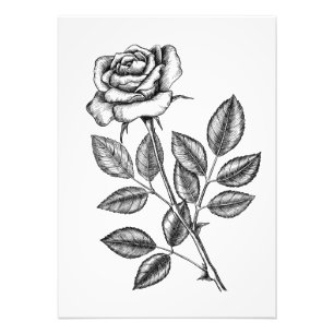 Rose drawing 2 photo print