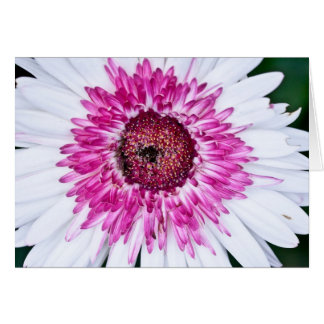 Rose et blanc