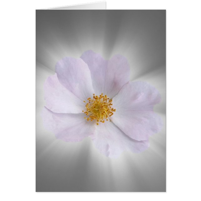 rose et gris (Devant)