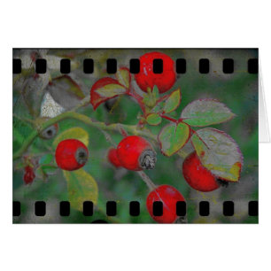 Rose Film 2