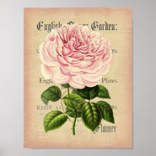 Rose fleur vintage fleurie féminine poster
