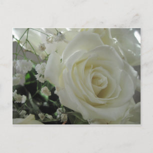 Rose Floral Postcard