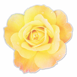 Rose Flower Floral Orange Yellow Easter Spring