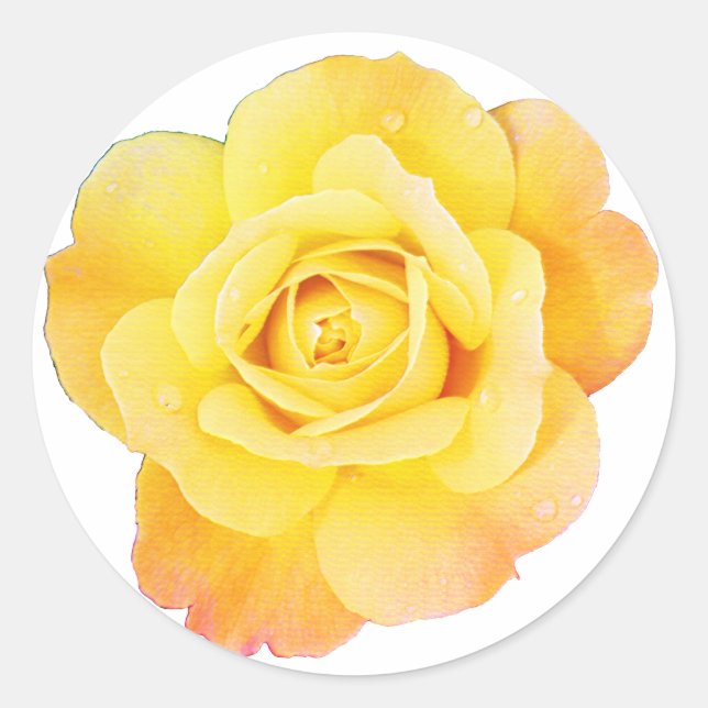 Rose Flower Floral Orange Yellow Easter Spring Classic Round Sticker (Front)