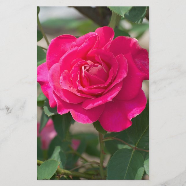 Rose flower flyer (Front)