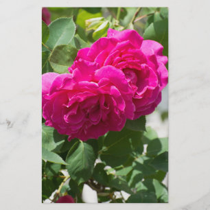 Rose flower flyer