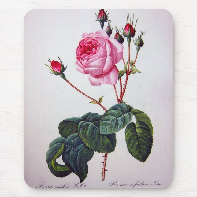 Rose flower, Pierre Joseph Redouté Mouse Pad (Front)