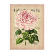 Rose flower vintage feminine floral postcard