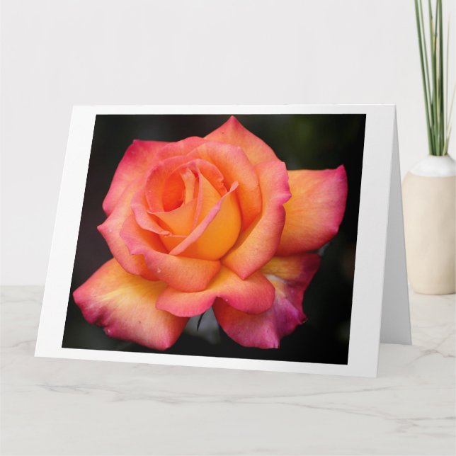 rose flowers flower blossoms petals card (Front)