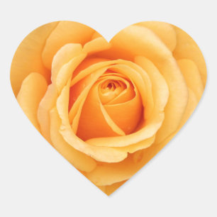 rose flowers flower  love wife sweetheart couple heart sticker