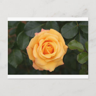 rose flowers flower  love wife sweetheart couple postcard
