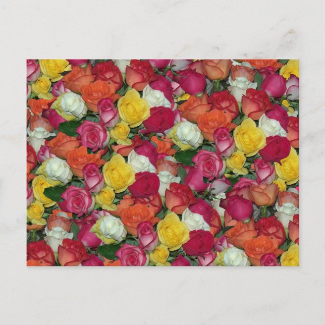 rose galore postcard (Front)