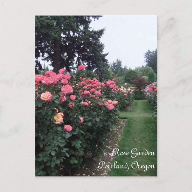 Rose Garden / Portland Oregon Postcard (Front)