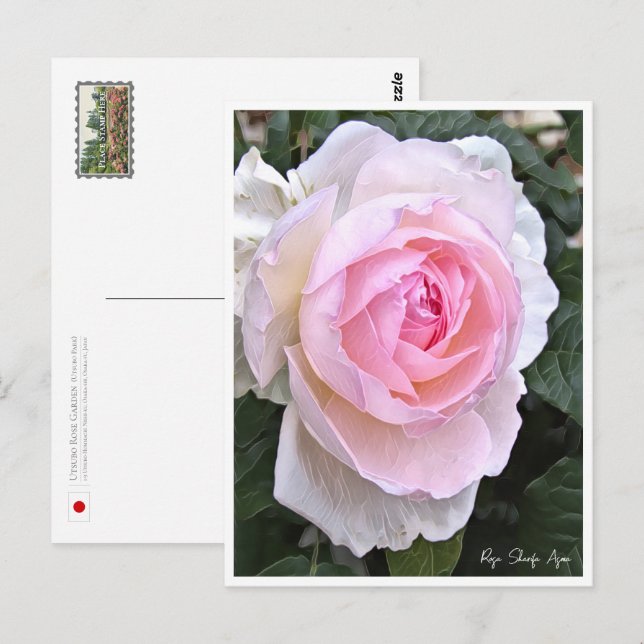 Rose Garden Postcard (Front/Back)