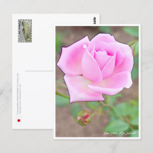 Rose Garden Postcard