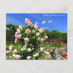 Rose garden scenery: Postcard