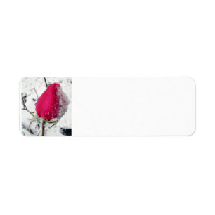 Rose glacé