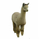 Rose Grey Alpaca Standing Photo Sculpture<br><div class="desc">A rose grey alpaca is fashioned into a decorative photo sculpture</div>