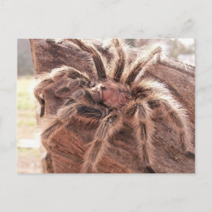 Rose Hair Tarantula Postcard