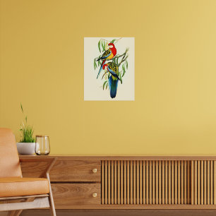 Rose-Hill Parakeet by Elizabeth Gould, Poster