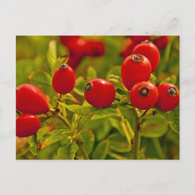 Rose Hip Postcard (Front)