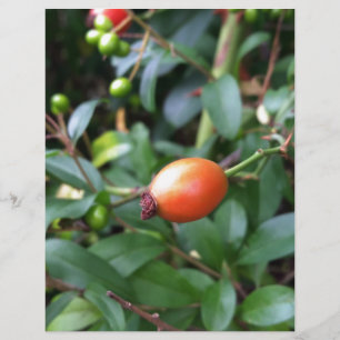 Rose hip ripen