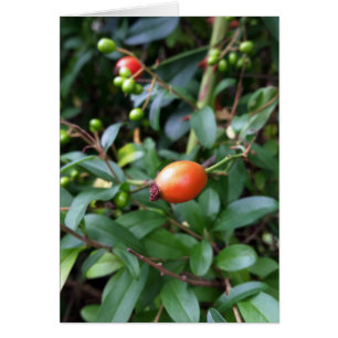 Rose hip ripen