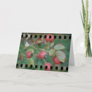Rose Hips Film Card