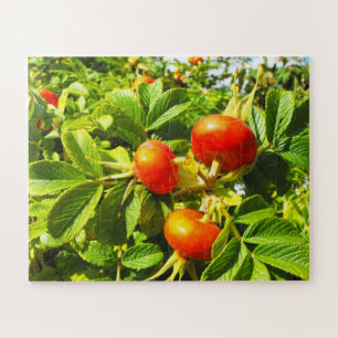 Rose hips jigsaw puzzle