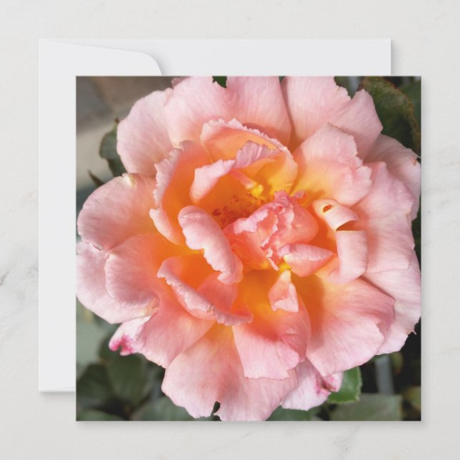 rose in autumn (Front)