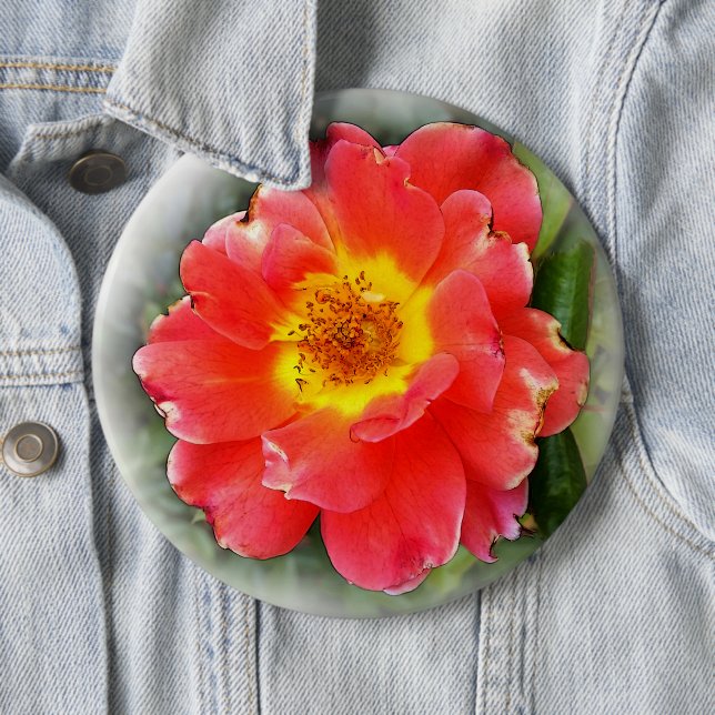 Rose in autumn 6 inch round button (In Situ)