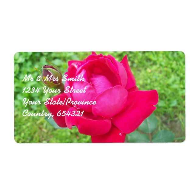 Rose in Bloom (Front)