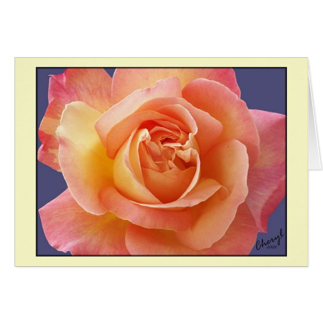 Rose in Bloom (Front Horizontal)