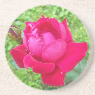 Rose in Bloom Coaster