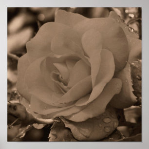Rose In Bloom With Raindrops In Sepia Poster