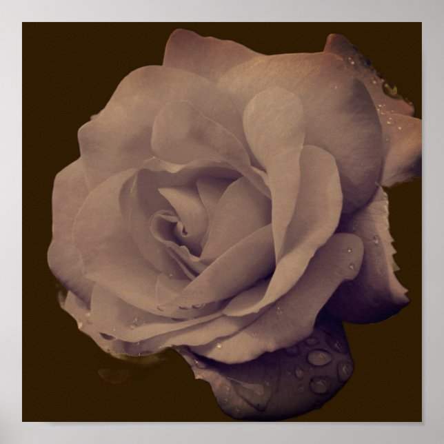 Rose In Bloom With Raindrops Vintage Poster (Front)