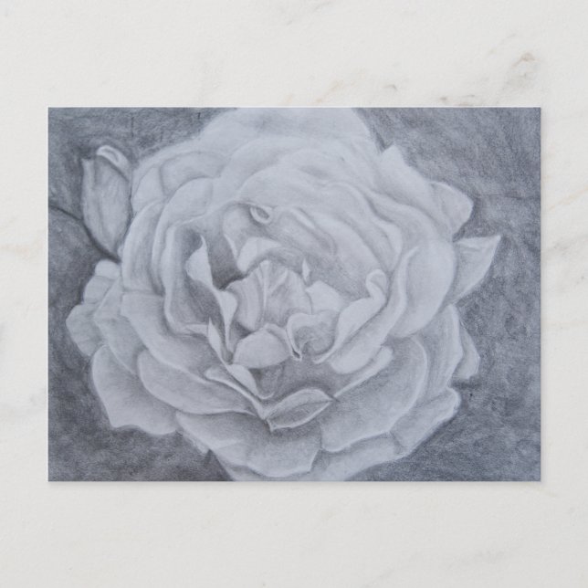 Rose in Graphite Postcard (Front)