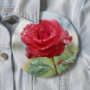 Rose in raindrops 6 inch round button