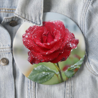 Rose in raindrops 6 inch round button