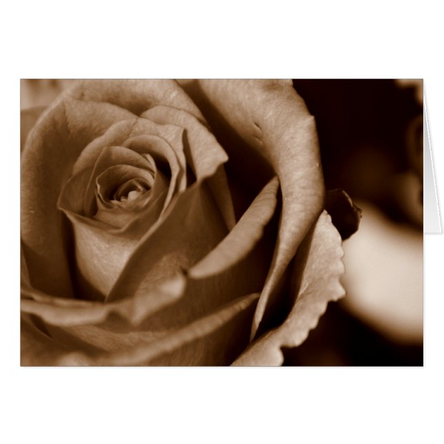 Rose in Sepia (Front Horizontal)