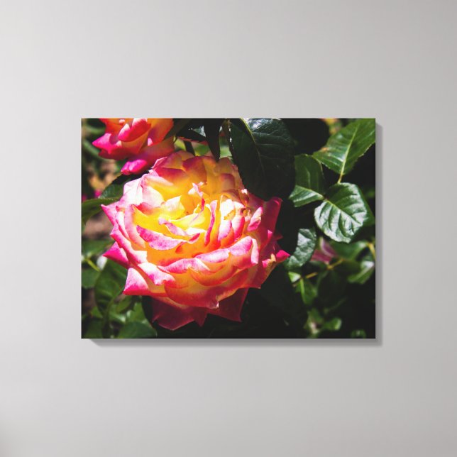 Rose in Sunlight Canvas Print (Front)