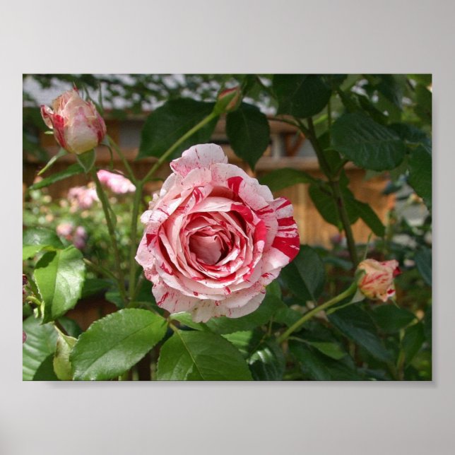 Rose in Variegated Colours Poster (Front)