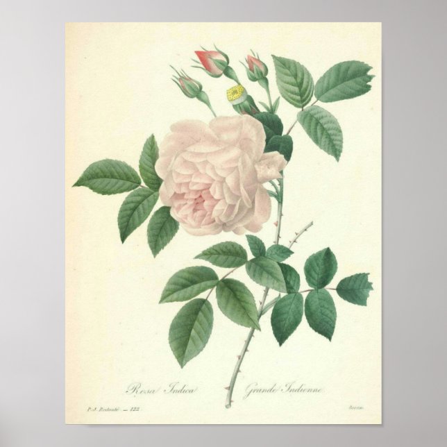 Rose Indica by Redoute Poster (Front)