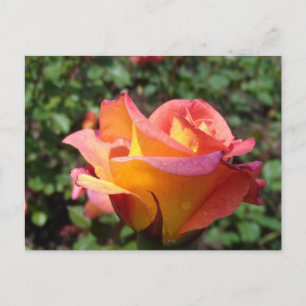 Rose Invitation Postcard