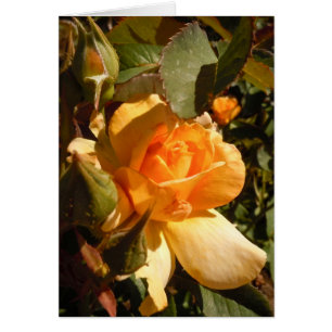 Rose jaune